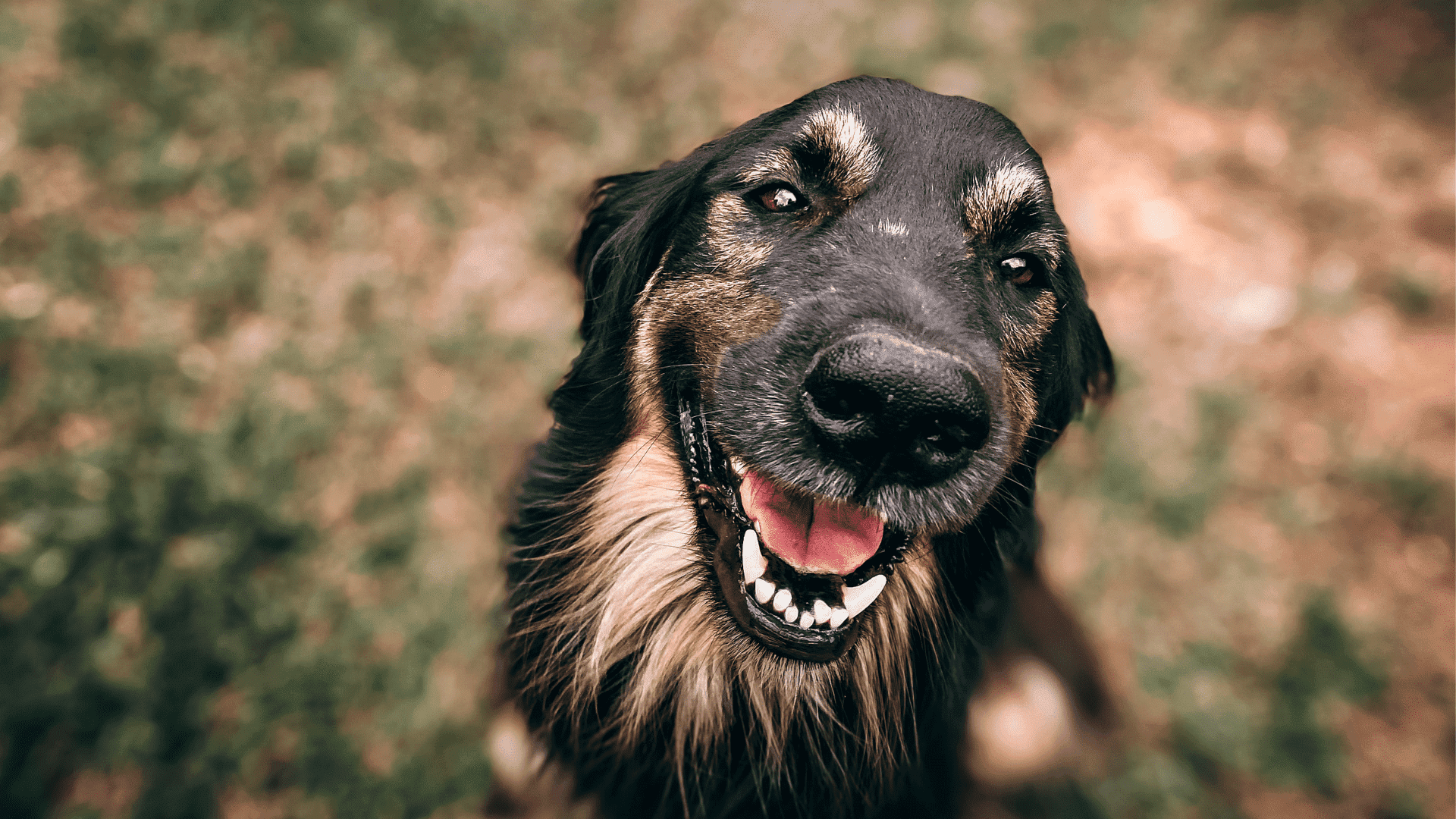 Fincaurlaub mit Hund